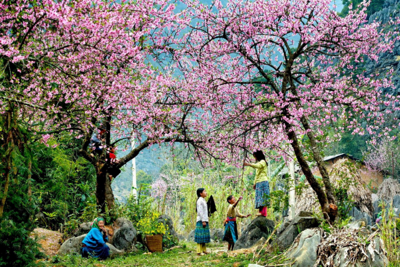 Hinh anh hoa dao nhat ban no ro tuyet dep vao mua xuan tren nen troi xanh